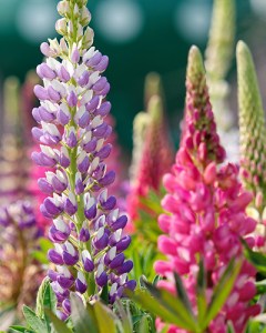 Lupinus mix7